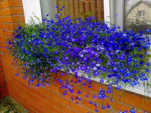 Лобелия Фото растение с голубыми цветами