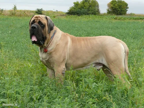 Мастиф Фото собака, стоящая в травянистом поле
