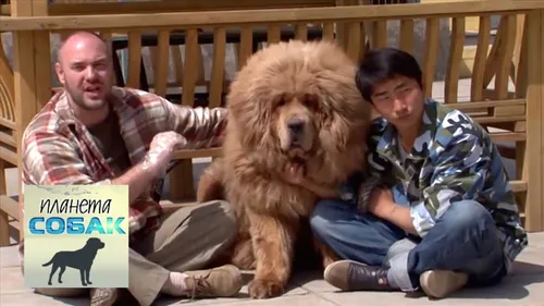 Хидэаки Китадзима, Мастиф Фото мужчина и женщина сидят на скамейке с собакой