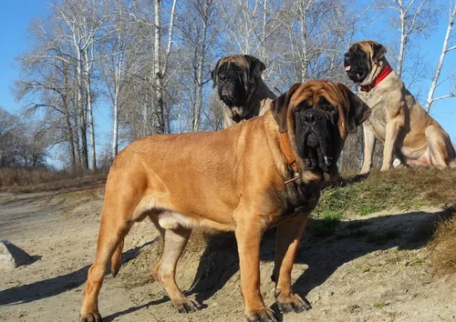 Мастиф Фото группа собак, сидящих на скале