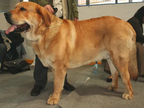 Мастиф Фото собака, стоящая на коленях у человека