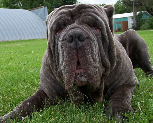 Мастиф Фото большая коричневая собака, лежащая на траве