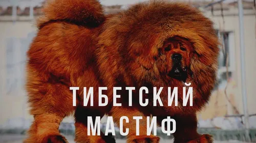 Мастиф Фото лев с собачьей мордой