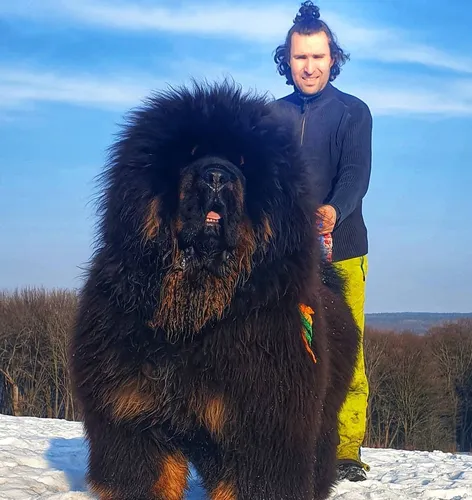 Мастиф Фото человек, стоящий рядом с большой черной собакой