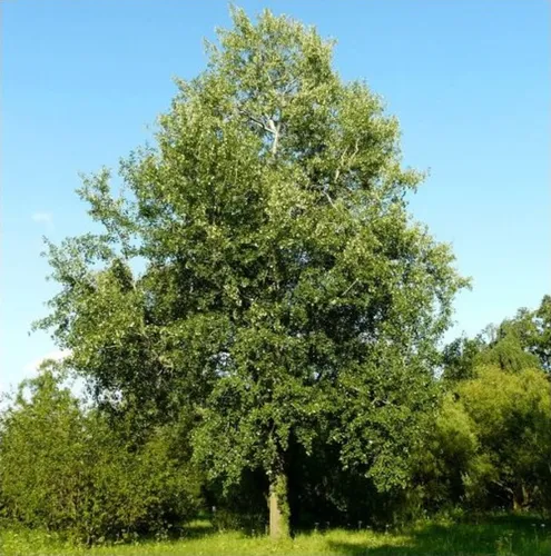 Осина Фото большое дерево в поле