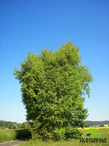Осина Фото дерево в поле