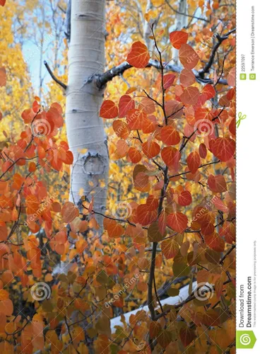 Осина Фото дерево с красными листьями