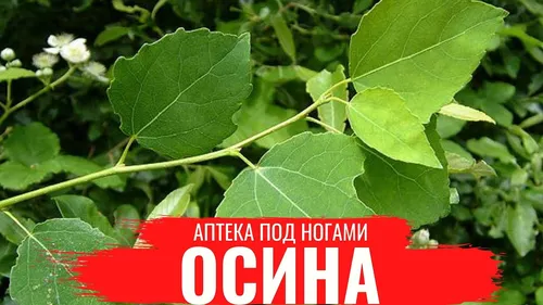 Осина Фото красный знак с зелеными листьями