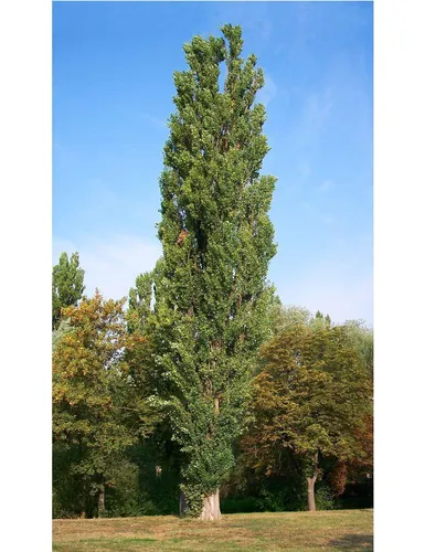 Осина Фото высокое дерево в поле