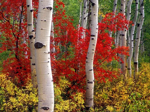 Осина Фото группа деревьев с красными и желтыми листьями