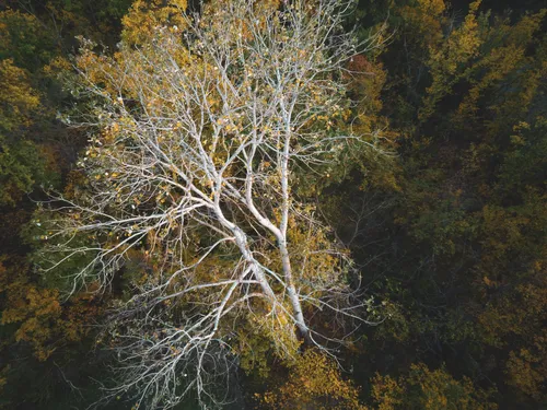 Осина Фото дерево с желтыми листьями