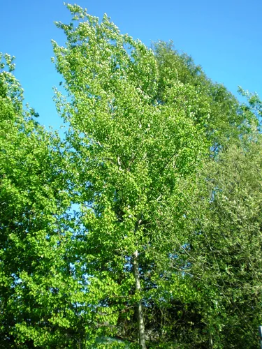 Осина Фото дерево с зелеными листьями