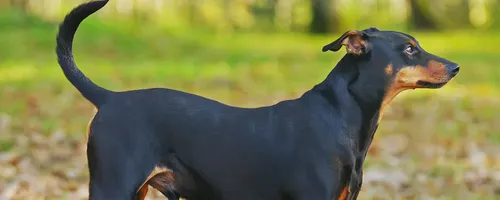 Пинчер Фото черная собака с длинным хвостом