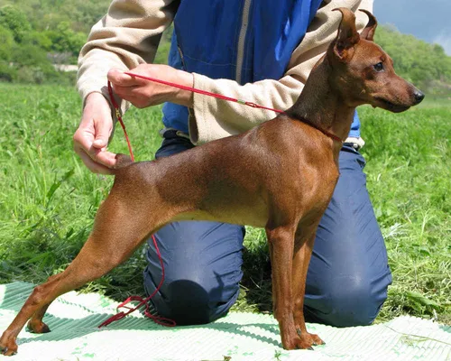 Пинчер Фото собака, которую держит человек