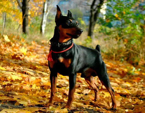 Пинчер Фото собака, стоящая в лесу