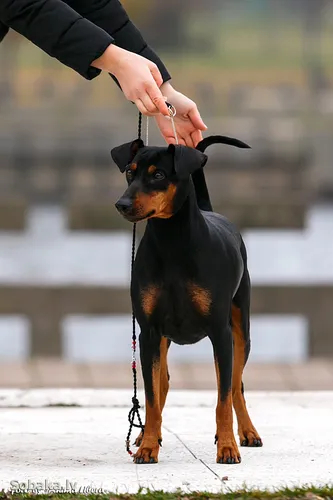 Пинчер Фото собаку, которую гладит человек