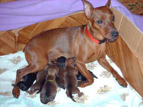 Пинчер Фото собака с группой щенков