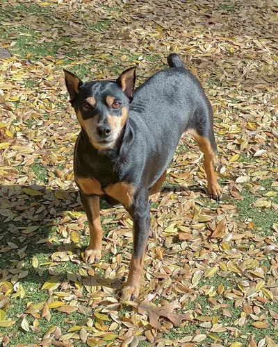 Пинчер Фото собака, стоящая на листьях