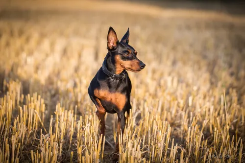 Пинчер Фото собака, стоящая в поле