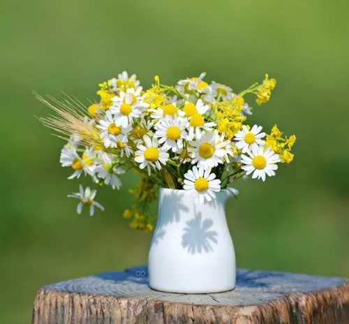 Ромашки Фото ваза с желтыми и белыми цветами