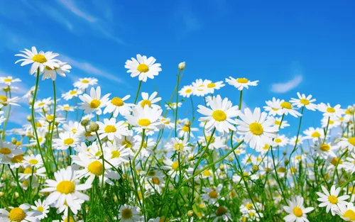 Ромашки Фото поле белых цветов
