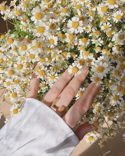 Ромашки Фото рука человека перед полем цветов
