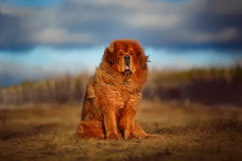 Тибетский Мастиф Фото собака сидит в поле