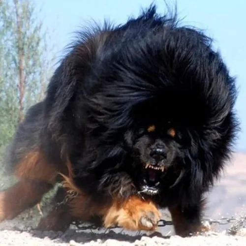 Тибетский Мастиф Фото собака с большим пушистым хвостом