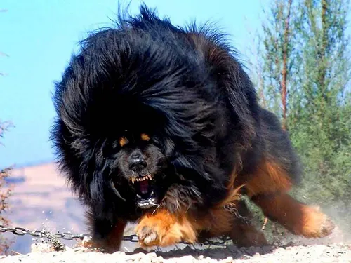 Тибетский Мастиф Фото собака бежит по грунтовой дорожке