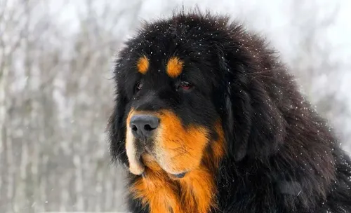 Тибетский Мастиф Фото собака со снегом на голове