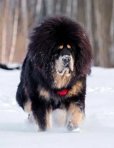 Тибетский Мастиф Фото собака, стоящая на снегу