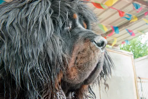 Тибетский Мастиф Фото собака с открытым ртом