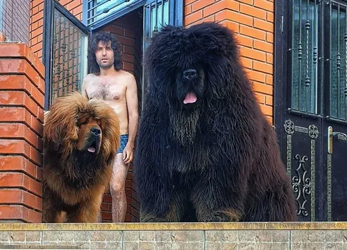 Тибетский Мастиф Фото человек и две собаки