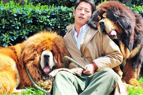 У До-Хван, Тибетский Мастиф Фото человек, сидящий с двумя собаками