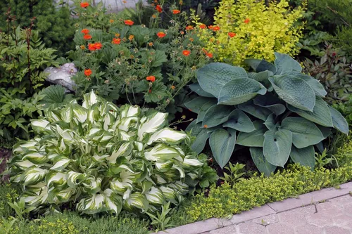 Хоста Фото сад с растениями и цветами