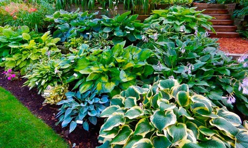 Хоста Фото сад с множеством растений