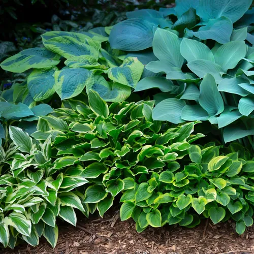Хоста Фото группа растений с зелеными листьями