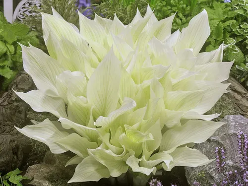 Хоста Фото белый цветок с зелеными листьями