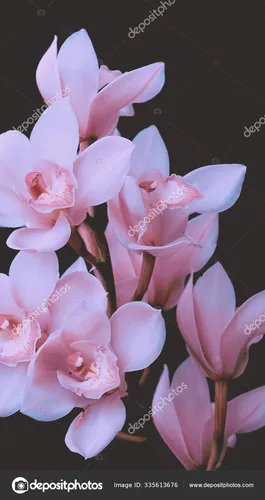 Модный Красивые Обои на телефон группа розовых цветов