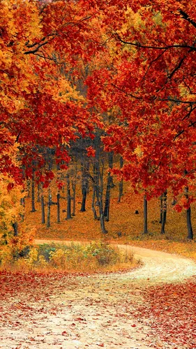 Осень Няшный Обои на телефон дорога с деревьями с апельсиновыми листьями