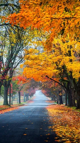 Осень Няшный Обои на телефон дорога с деревьями по обе стороны