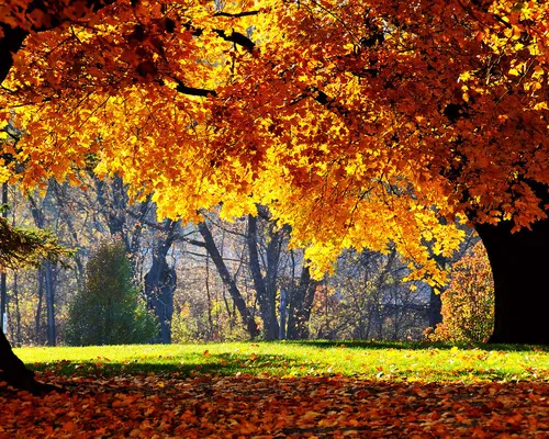Осень Няшный Обои на телефон группа деревьев с апельсиновыми листьями