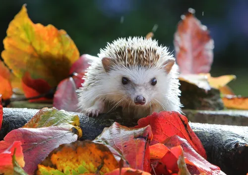 Осень Няшный Обои на телефон маленькое животное в куче листьев