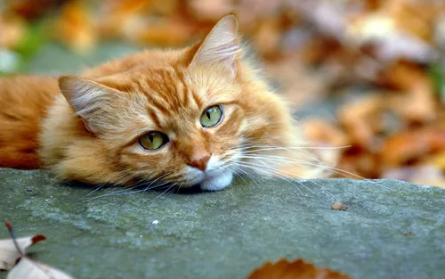 Осень Няшный Обои на телефон кошка, лежащая на земле