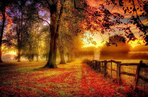 Осень Няшный Обои на телефон дорожка с деревьями по обе стороны от нее и забор сбоку