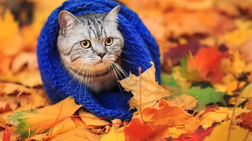 Осень Няшный Обои на телефон кошка в синей шляпе