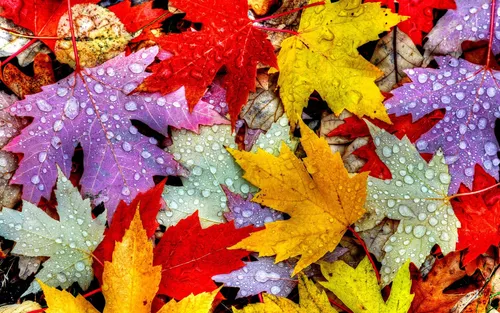 Осень Няшный Обои на телефон куча разноцветных листьев