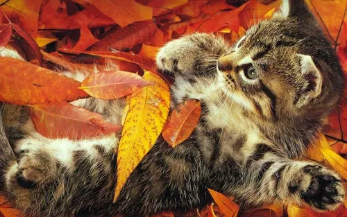 Осень Няшный Обои на телефон кошка, лежащая на куче листьев