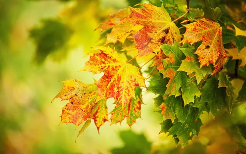 Осень Няшный Обои на телефон группа разноцветных листьев