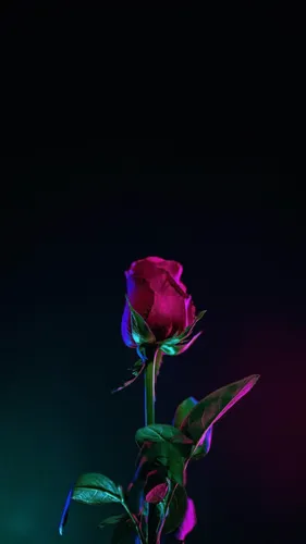 Фото Обои Обои на телефон роза крупным планом